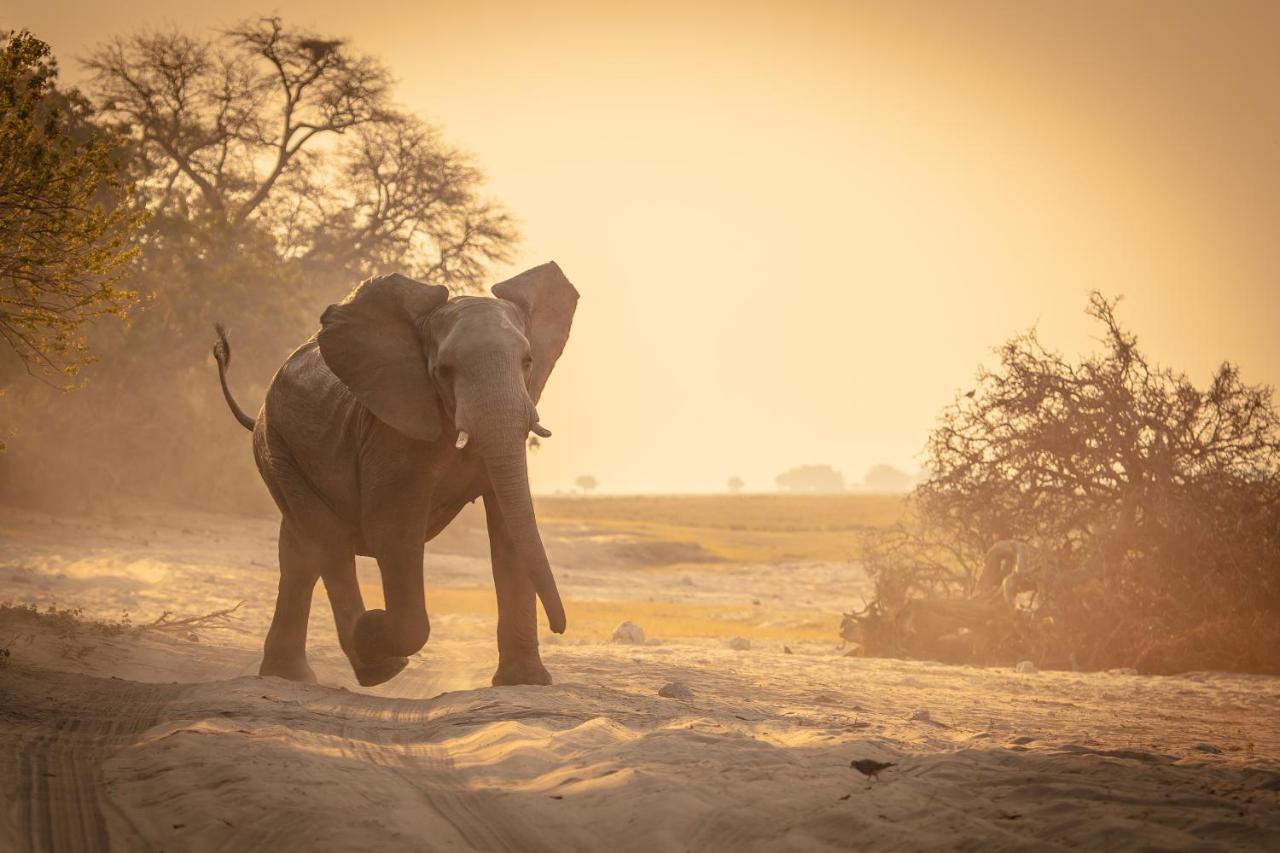 Boteti Tented Safari Lodge Maun Ngoại thất bức ảnh